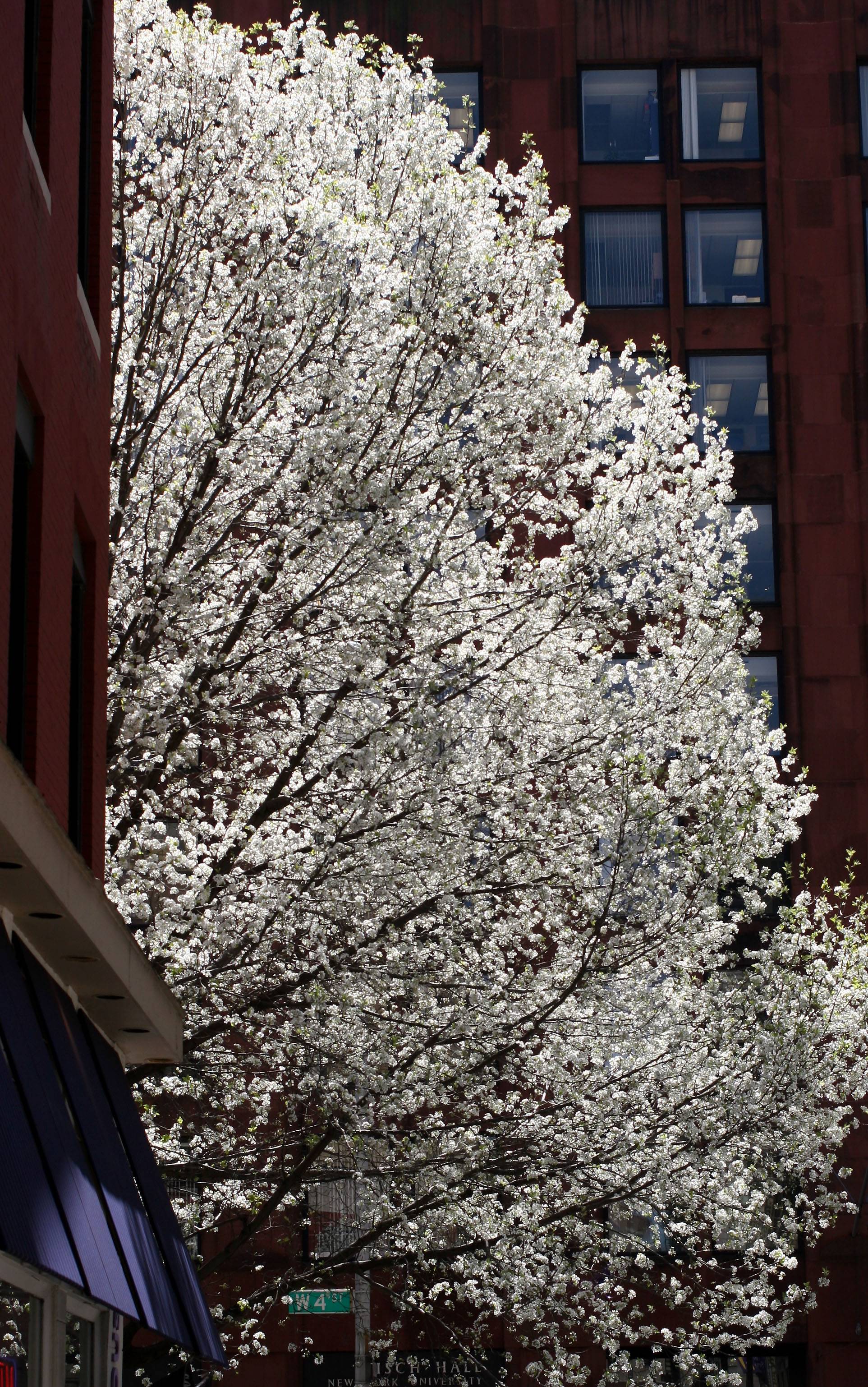 Bradford Pear Tree at Greene Street