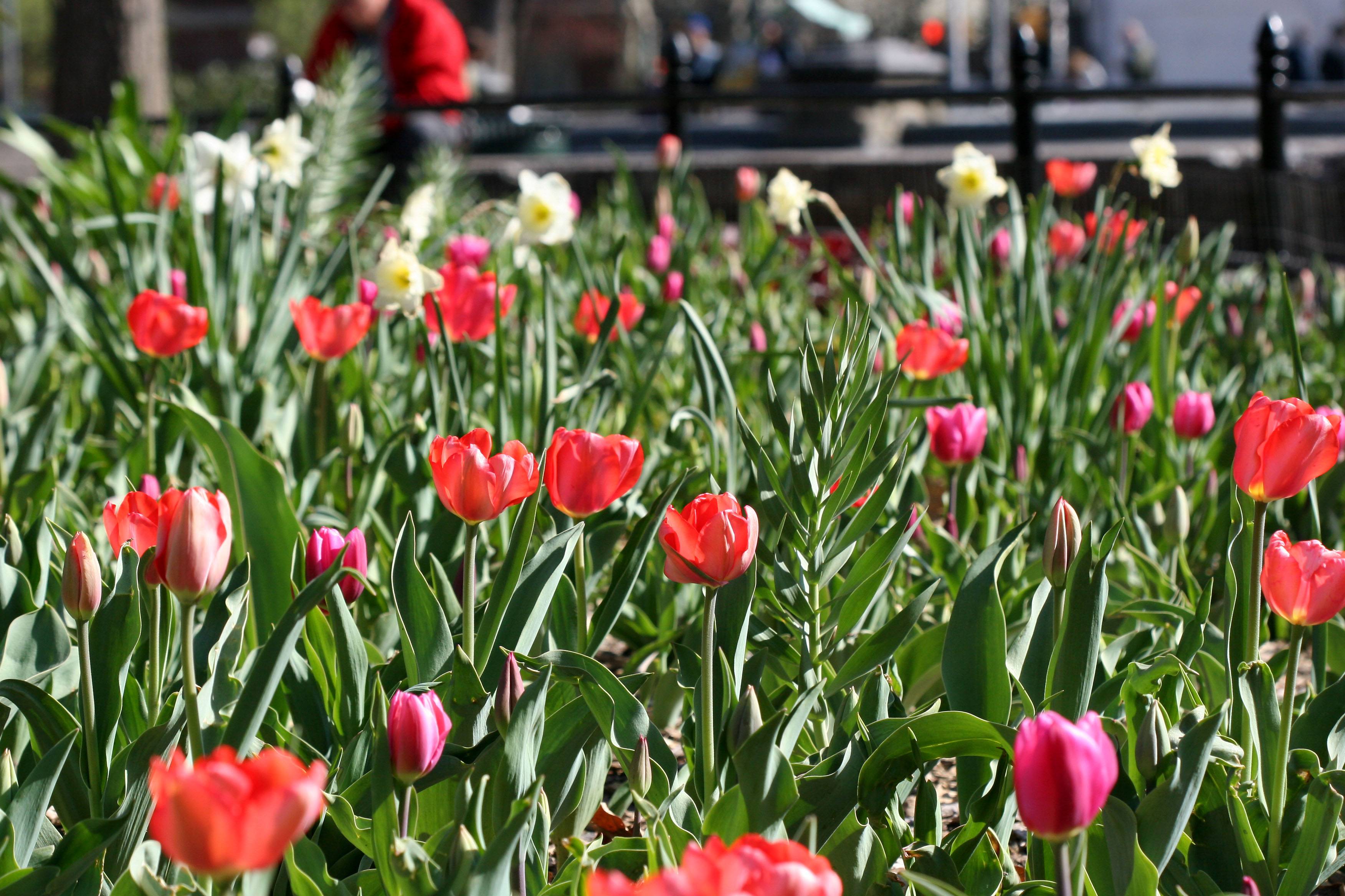 Tulips