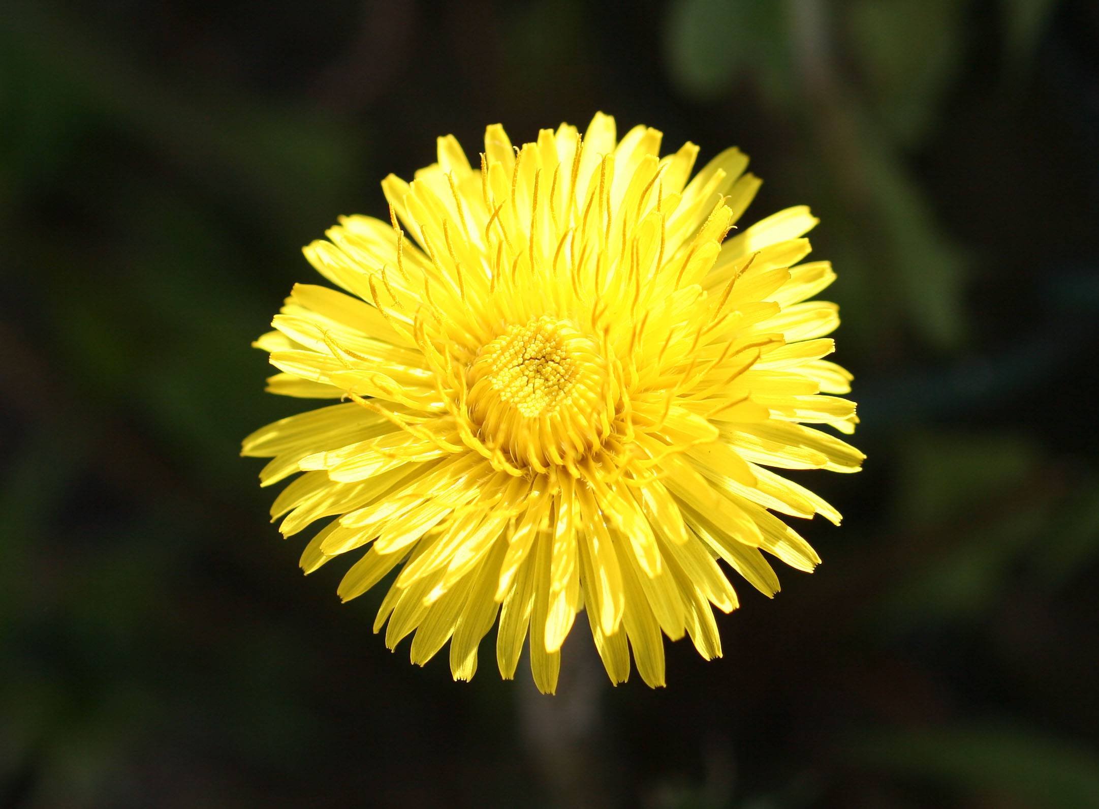 Dandelion