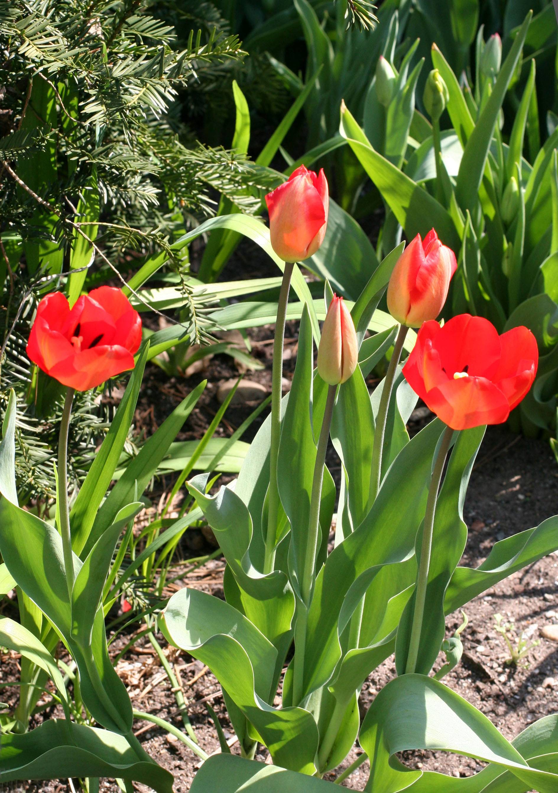 Tulips