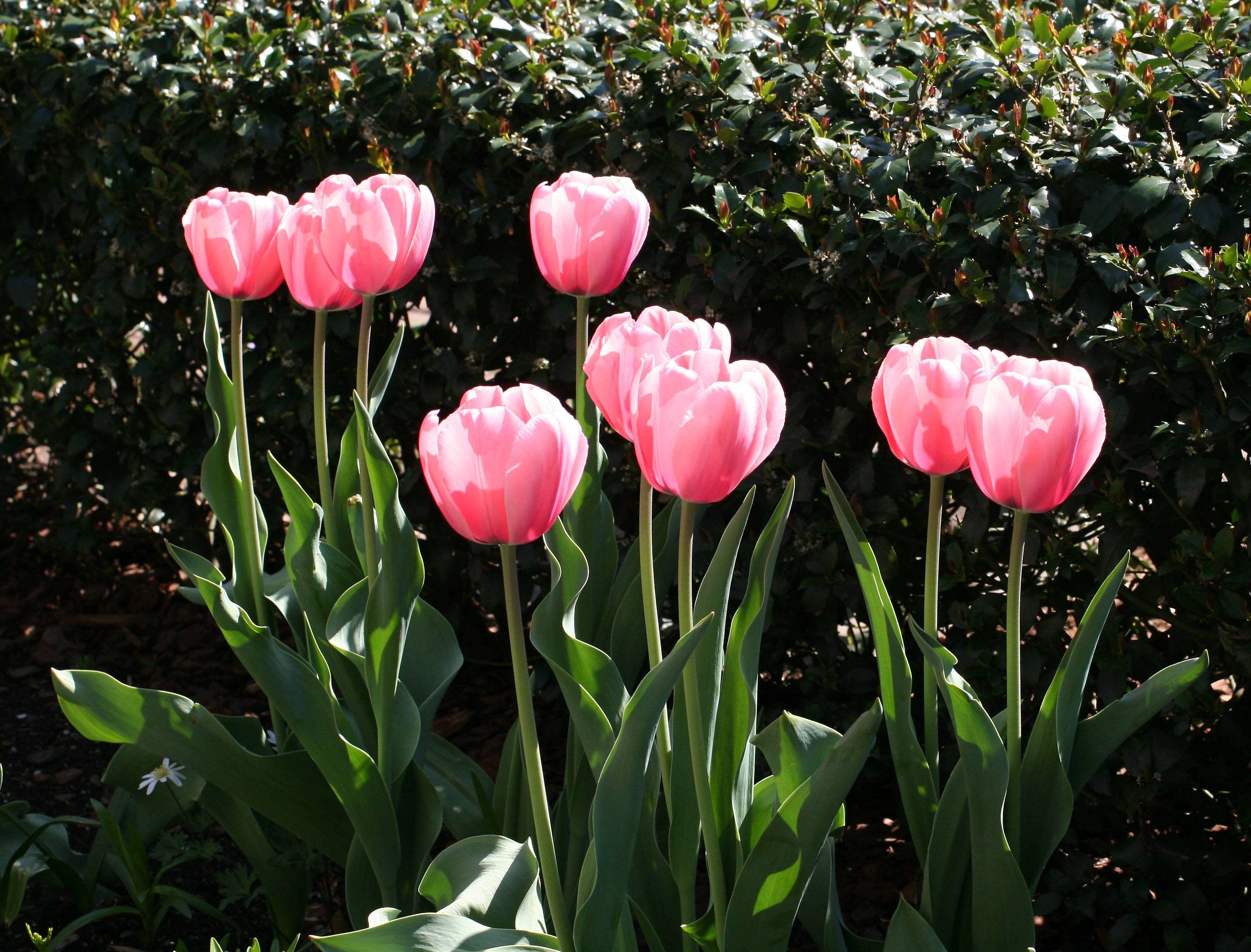 Tulips