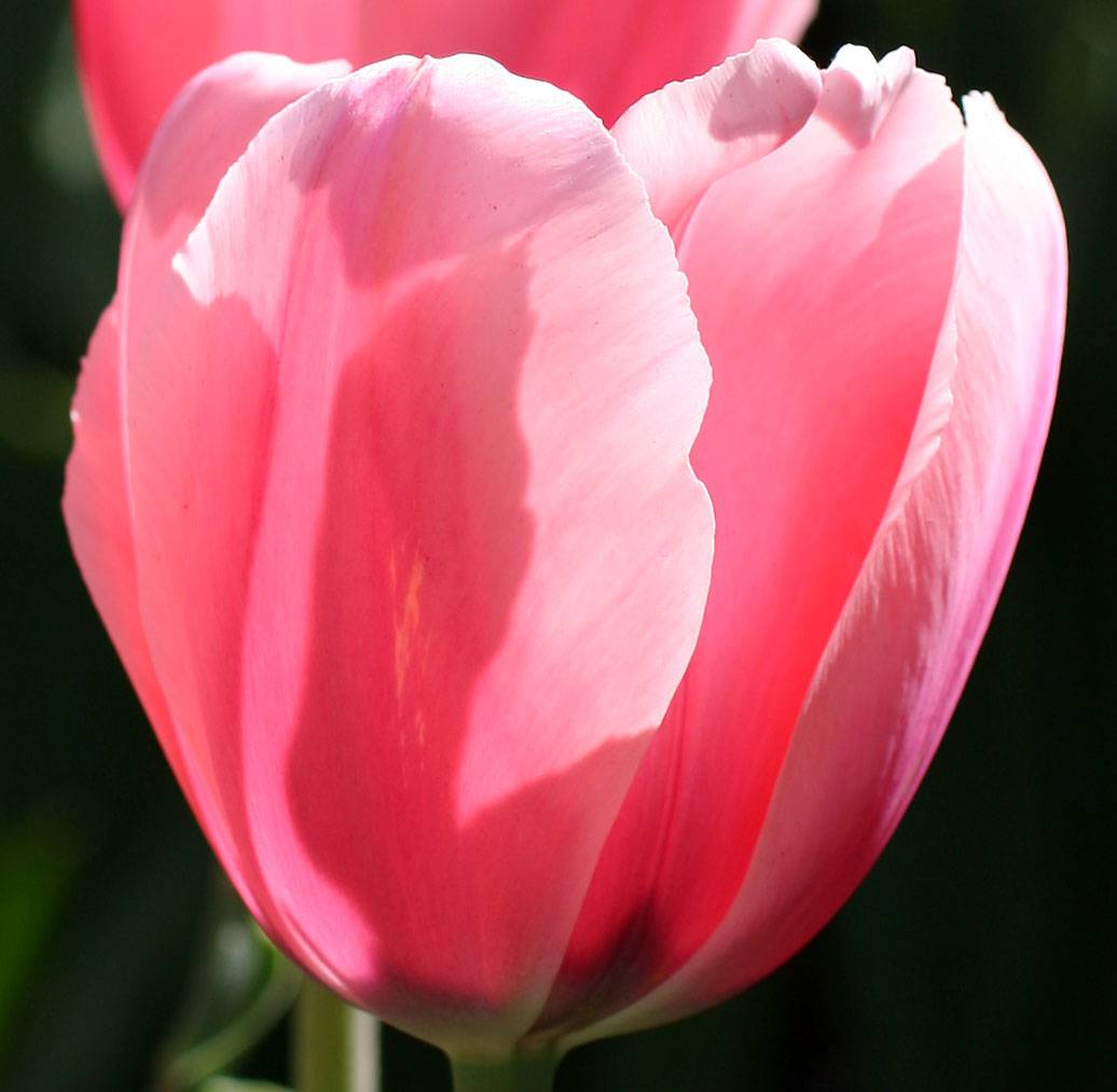 Tulip