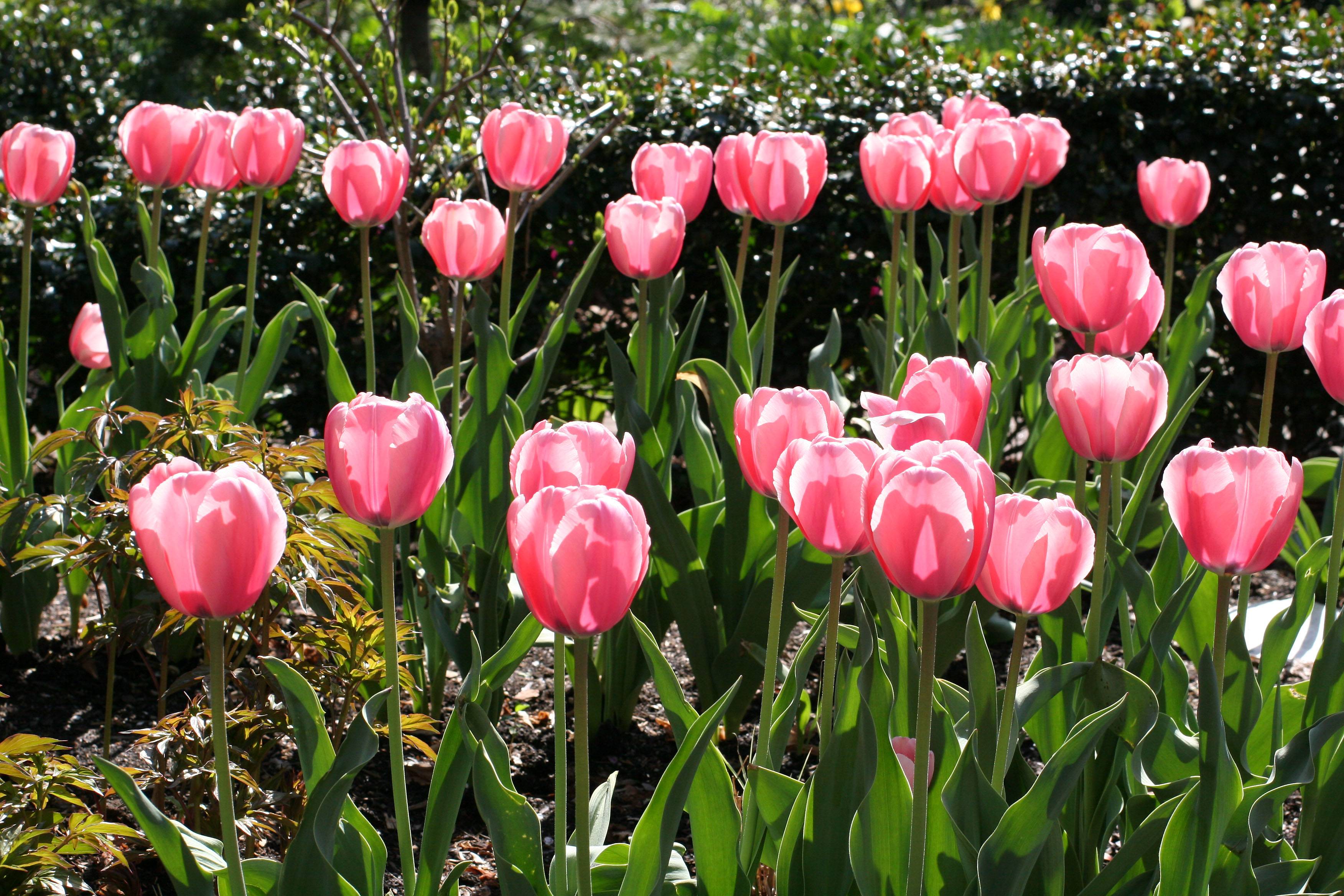 Tulips