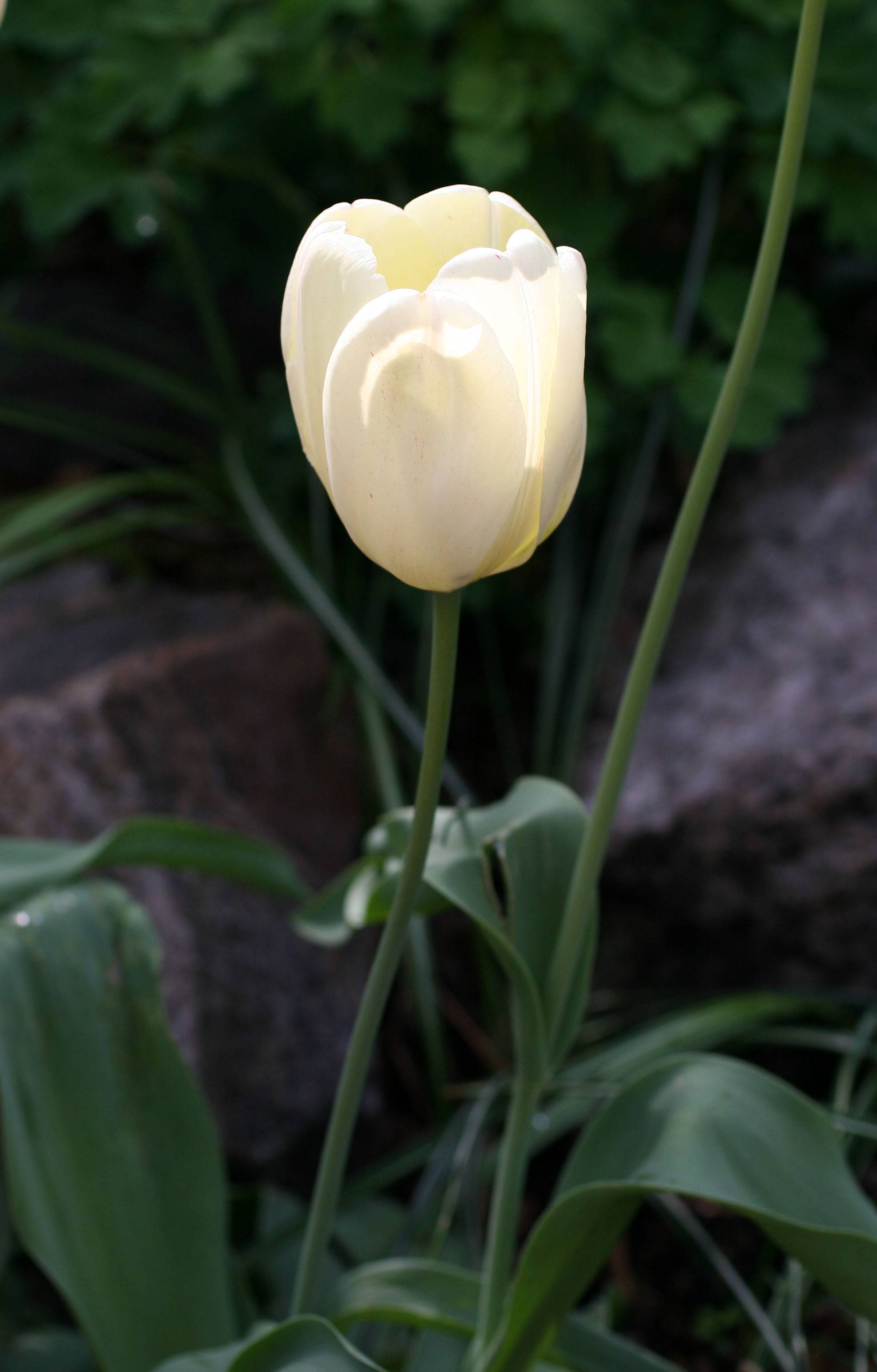 Tulip