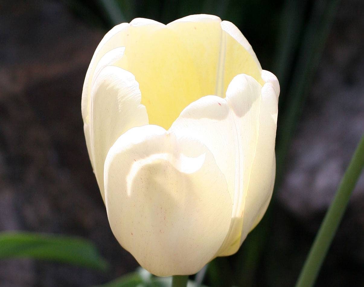 Tulip