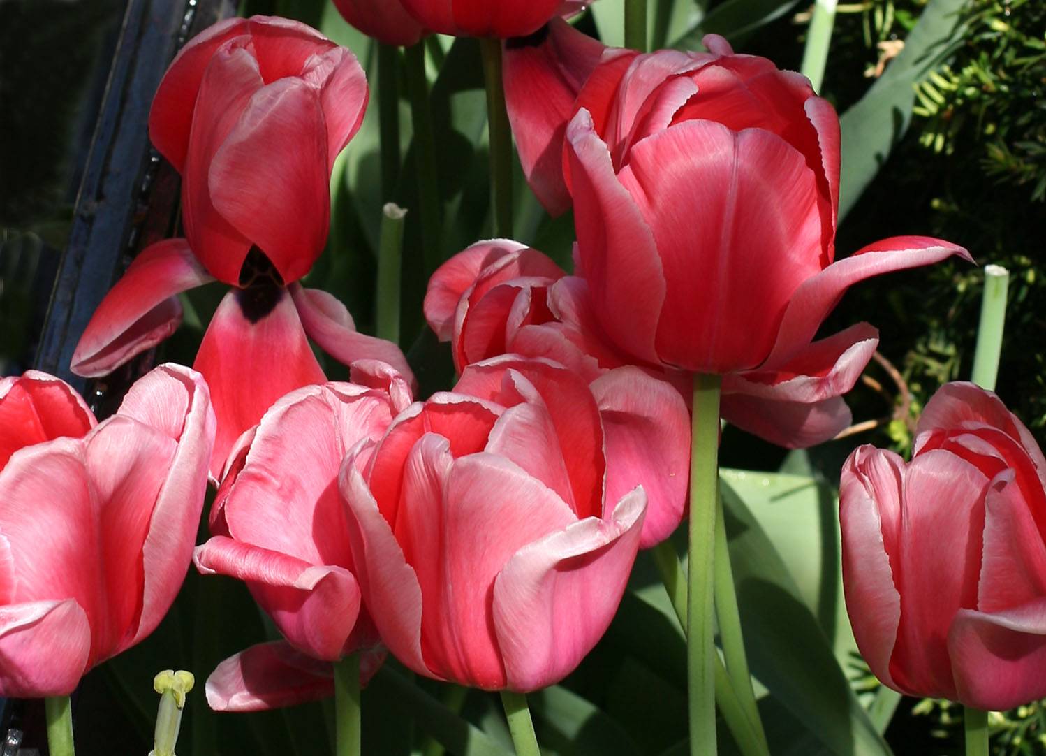 Tulips