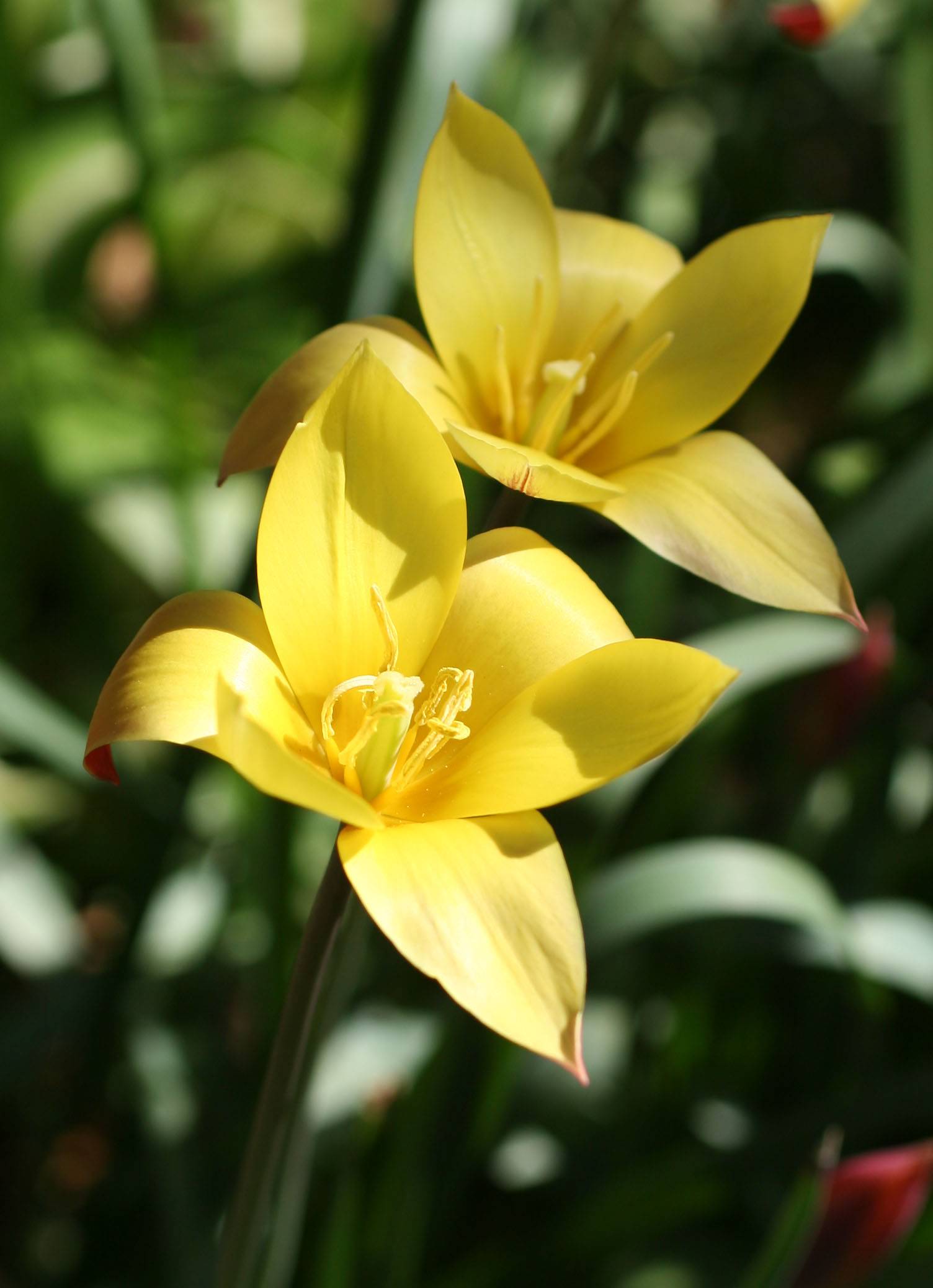 Tulips