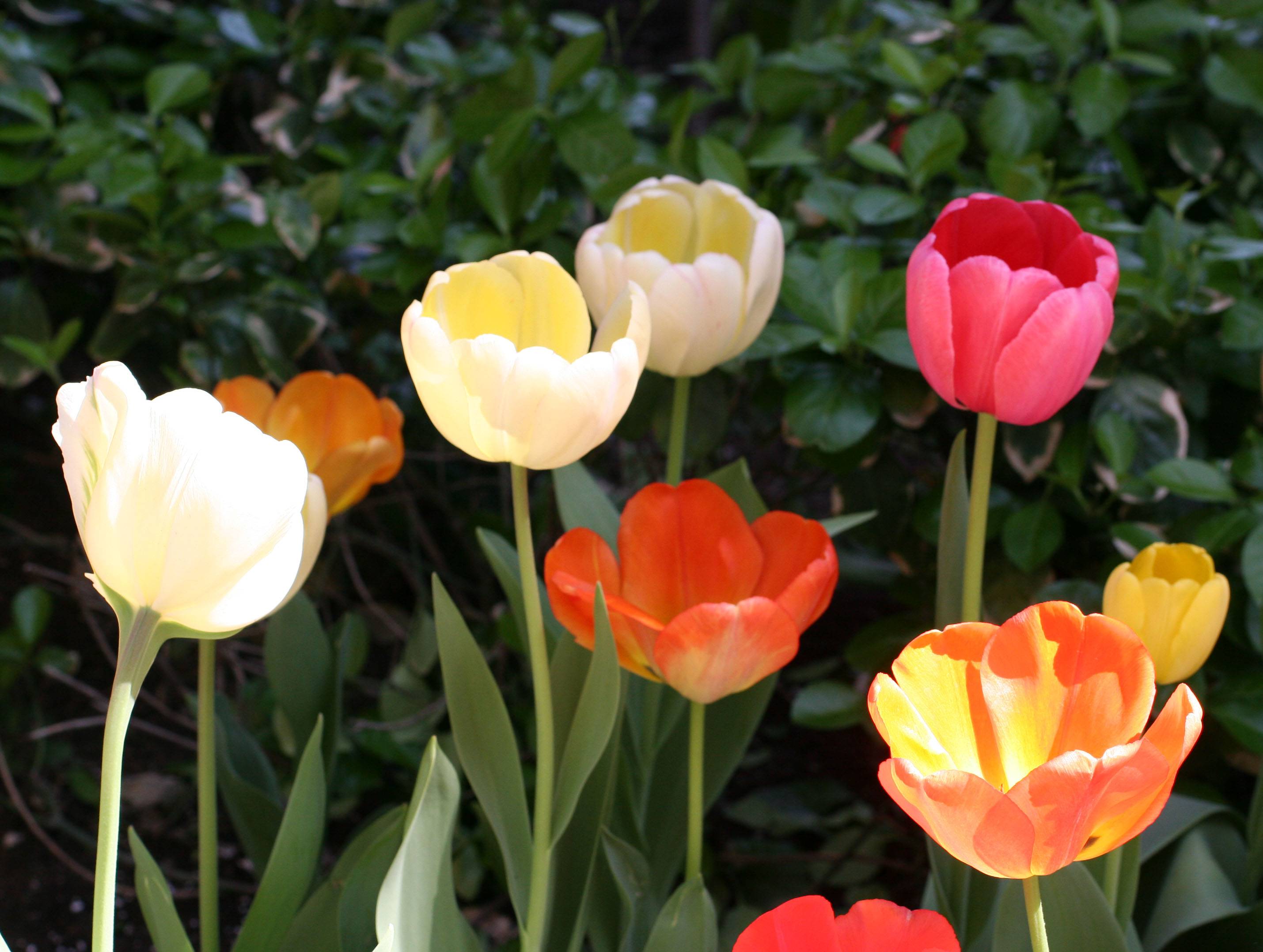 Tulips NYU Library Lane