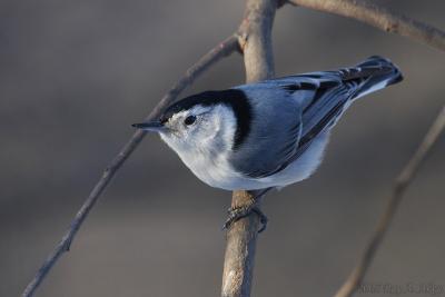 January 30, 2005: White-breasted Nuthatch