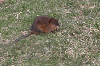 Muskrat