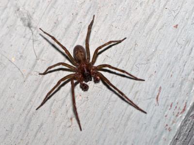 April 17, 2005: Wolf Spider