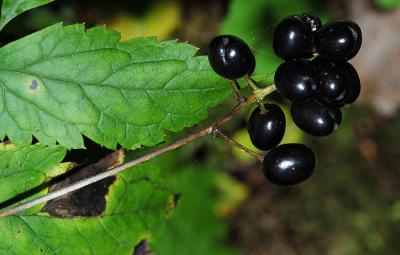 Actaea-spicata.jpg