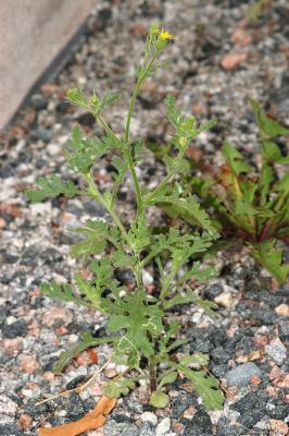 Senecio-viscosus.jpg