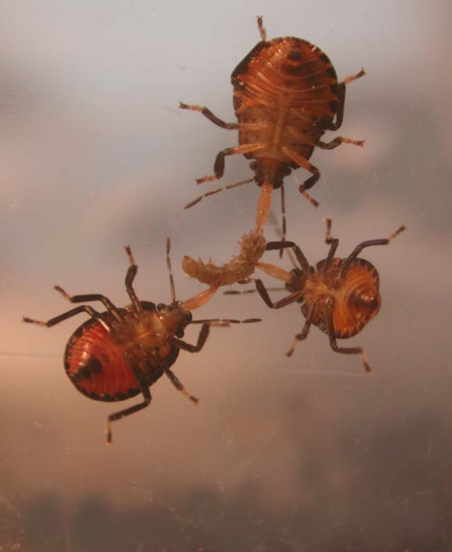 Podisus-maculiventris_nymphs.jpg