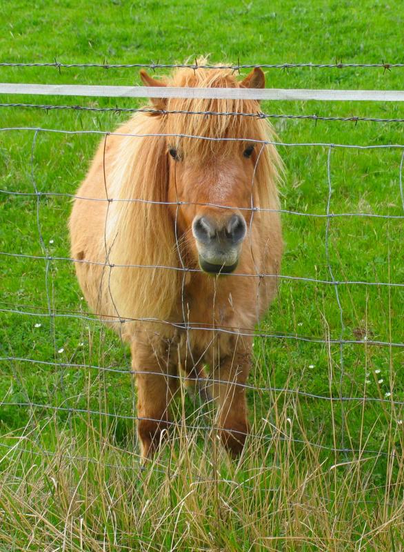 Shetland2.jpg