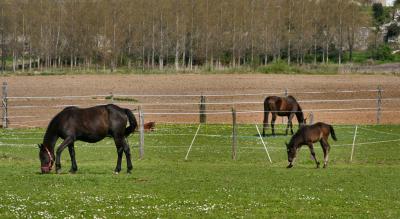 Horse&Foal2.jpg