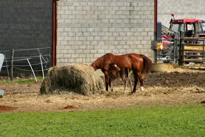 Horse&Foal4.jpg