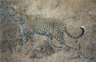 Leopard with Kittens