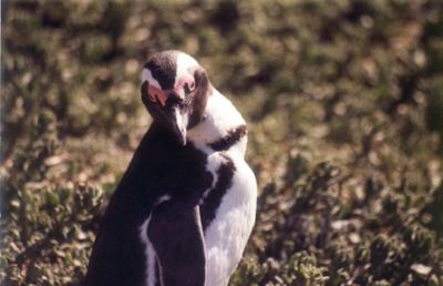 African Penguin