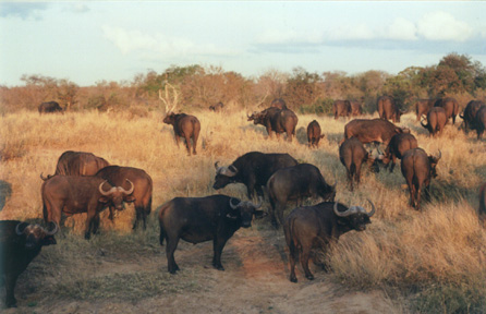 Cape Buffalo 4
