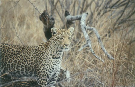 Leopard Mother 2