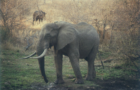 Elephant 2