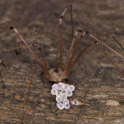 Pholcus phalangioides