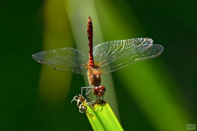 Sympetrum sanguineum