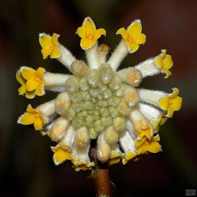 Edgeworthia chrysantha