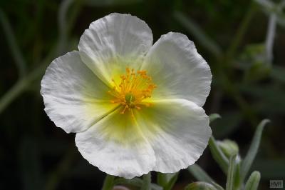 4405_helianthemum the bride_may_03_std.jpg