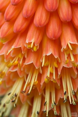 Kniphofia