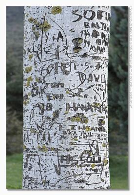 Graffiti birch