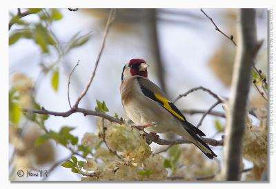 Carduelis carduelis