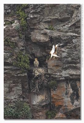 u17/hvr_oosterzele/medium/42361915.EOS1DMarkII_050401_vrijdag_111706_8792.jpg