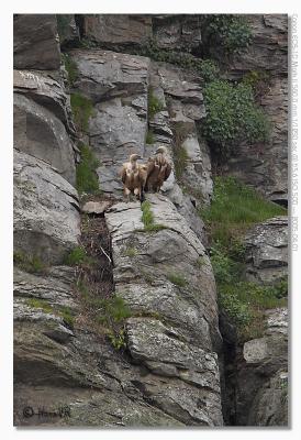 u17/hvr_oosterzele/medium/42361916.EOS1DMarkII_050401_vrijdag_114808_8863.jpg