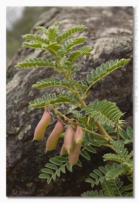 u17/hvr_oosterzele/medium/42361920.EOS1DMarkII_050401_vrijdag_135840_8932.jpg