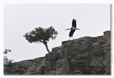 u17/hvr_oosterzele/medium/42361921.EOS1DMarkII_050401_vrijdag_150800_8946.jpg