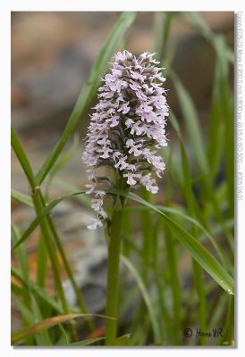 u17/hvr_oosterzele/medium/42361923.EOS1DMarkII_050401_vrijdag_161030_9012.jpg