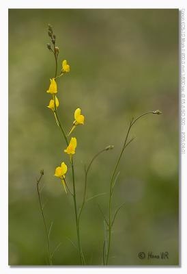 u17/hvr_oosterzele/medium/42361924.EOS1DMarkII_050401_vrijdag_161208_9016.jpg