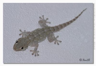 Tarentola mauritanica