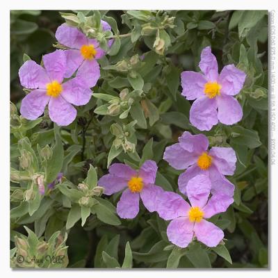 Cistus