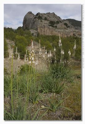 Asphodelus albus