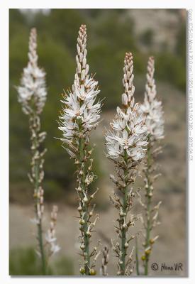 Asphodelus albus