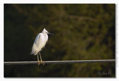 Egretta garzetta
