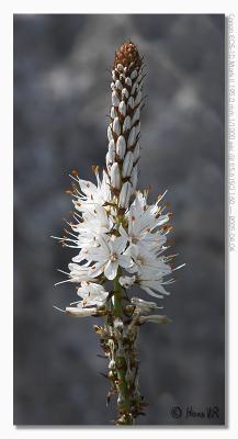 u17/hvr_oosterzele/medium/42381784.EOS1DMarkII_050404_maandag_154224_9158.jpg