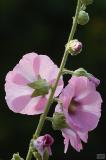 Alcea rosea