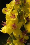 Verbascum