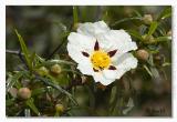 Cistus ladanifer