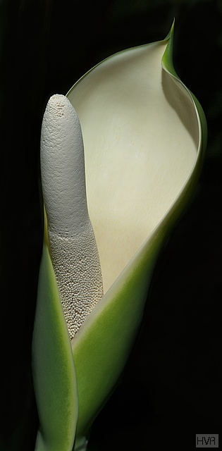040618_195136_2_std.jpg