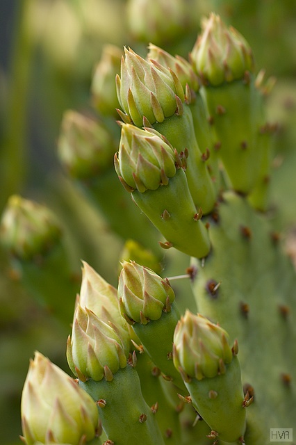 Opuntia